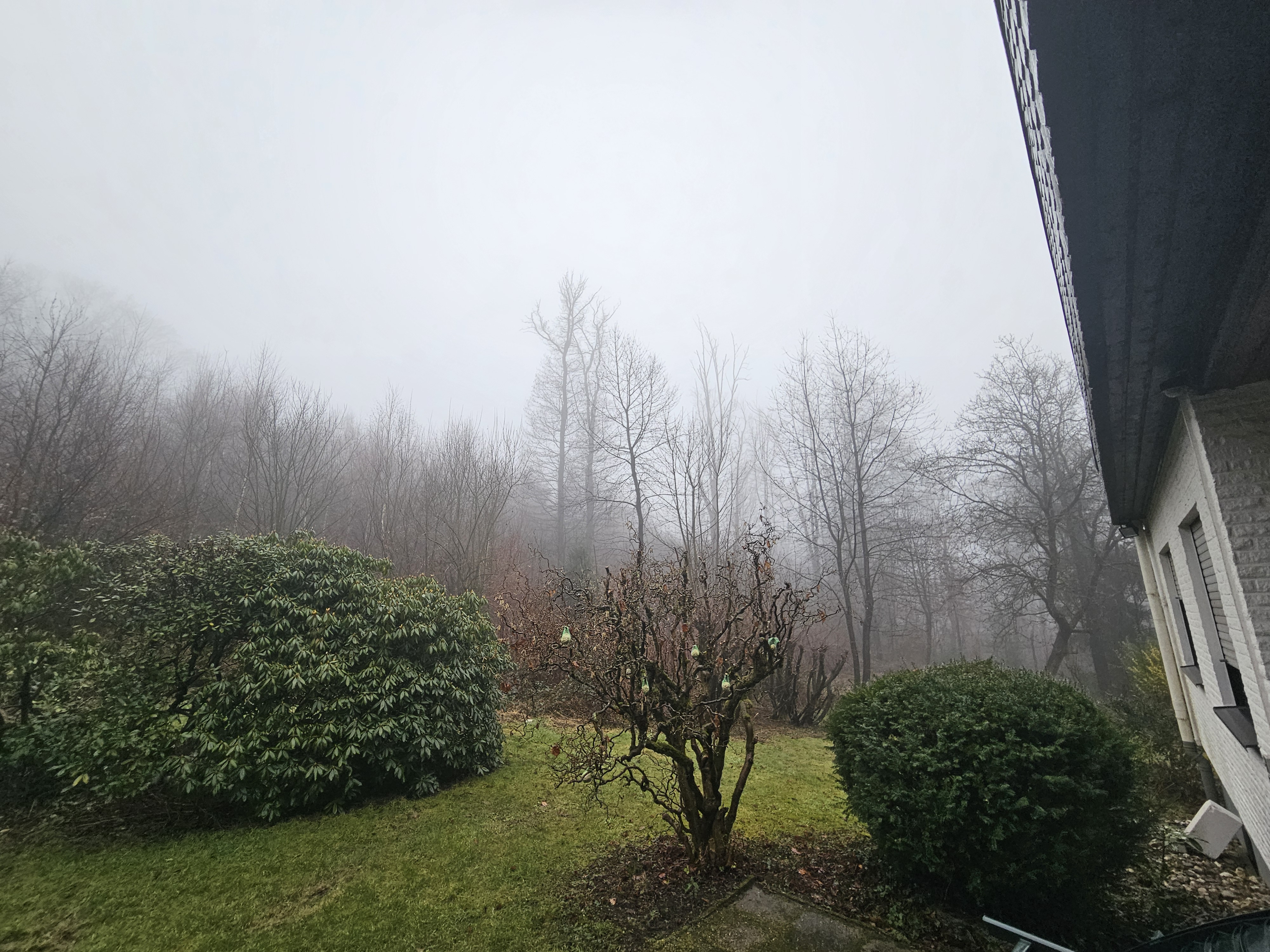 Morning mist outside